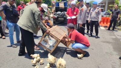 Peternak Ayam Broiler Lamongan Gugat Regulasi dan Sidak Tanpa Surat Tugas